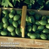 Walnut (Juglans) 