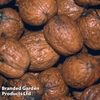 Walnut (Juglans) 