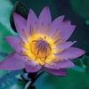 Water Lily (Blue) - 1 bare root water lily plant