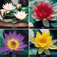 Water Lily Collection - 8 bareroot plants - 2 of each variety