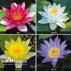 Water Lily Collection