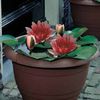Water Lily (Red) - 2 bare root water lily plants