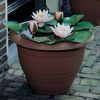 Water Lily (White) - 2 bare root water lily plants