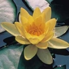 Water Lily (Yellow) - 2 bare root water lily plants