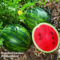 Watermelon 