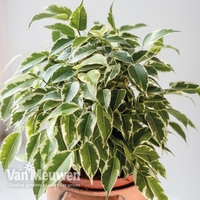 Weeping Fig (Ficus benjamina Kinky)