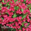 Weigela All Summer Red 
