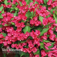Weigela All Summer Red 