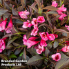 Weigela 