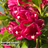 Weigela 