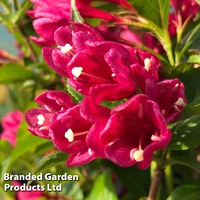 Weigela 