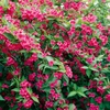 Weigela 