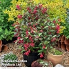 Weigela 