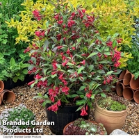Weigela 