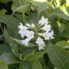 Weigela 