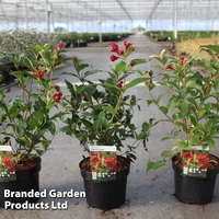 Weigela 