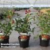 Weigela 
