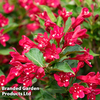 Weigela 
