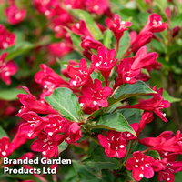Weigela 