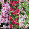 Weigela Collection - 3 weigela plants in 9cm pots - 1 of each variety