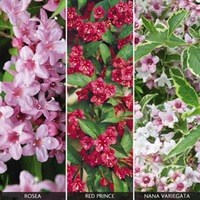 Weigela Collection - 3 weigela plants in 9cm pots - 1 of each variety