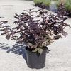 Weigela florida 