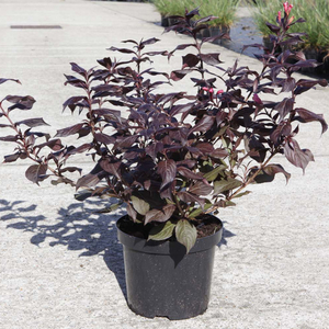 Weigela florida 