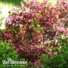 Weigela florida 