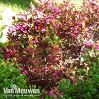 Weigela florida 