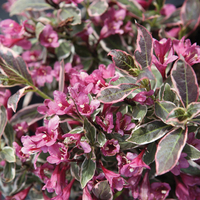 Weigela florida 