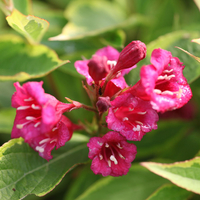 Weigela florida 
