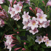 Weigela florida 