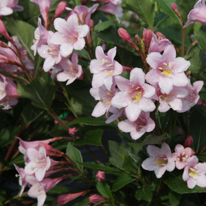 Weigela florida 