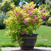 Weigela 