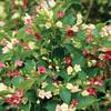 Weigela 