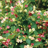 Weigela 