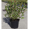 Weigela 