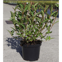 Weigela 