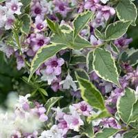 Weigela 