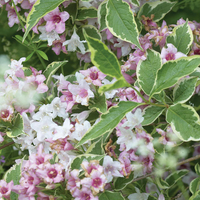 Weigela 