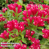 Weigela 
