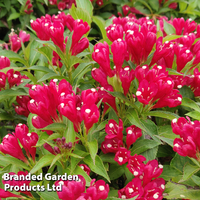 Weigela 