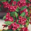Weigela 