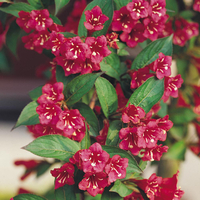 Weigela 