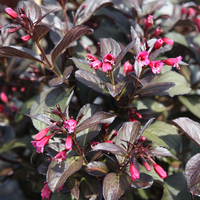 Weigela 