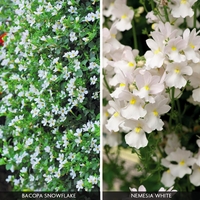 White Basket Duo Collection