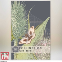 Wild Teasel - Kew Pollination Collection