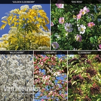 Wildlife Hedging Collection