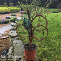 Willow Sculpture