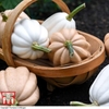 Winter Squash 